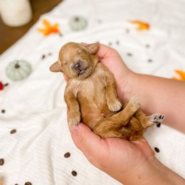 Goldendoodle Puppies from Doodle Paws Az