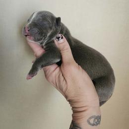 Boy 4 - Blue tri-color male American Bully puppy in El Paso, Texas from PaPaws Gotta Love It Kennels