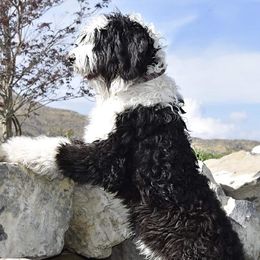 Sheepadoodles from Barney family farm