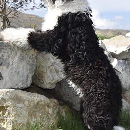 Sheepadoodles from Barney family farm