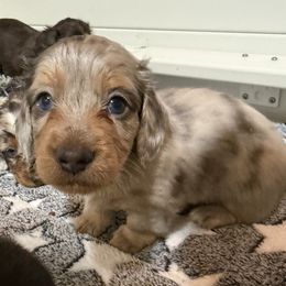 Boy 4 - Dapple male Dachshund puppy in Glendale, Arizona from Collier Dachshunds