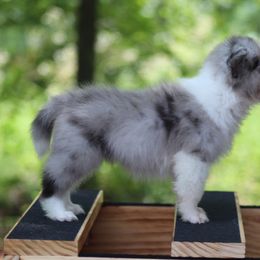 AKC Blue Merle Girl - Blue merle female Border Collie puppy in Noble, Oklahoma from CheckItOut Border Collies