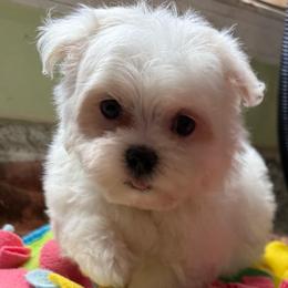 Peake - White male Maltese puppy in Colonial Beach, Virginia from BeachRidge Pups