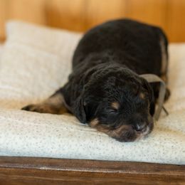 Bernedoodle, Cavapoo, and Poodle Puppies from Positively Doodles