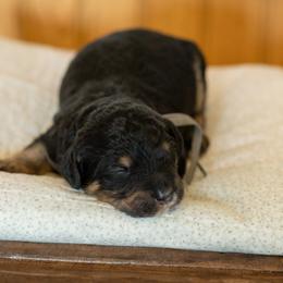 Bernedoodle, Cavapoo, and Poodle Puppies from Positively Doodles