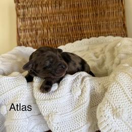 Atlas - Merle male Bernedoodle puppy in Fallon, Nevada from Wild Roots Doodles