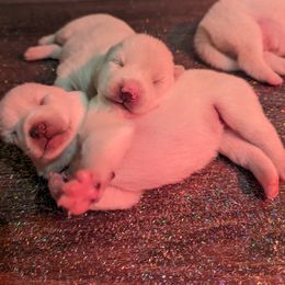 Pomsky Puppies from Valparaiso Pomskys