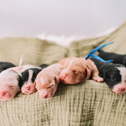 Bernedoodle puppies from Doodles of North Tx