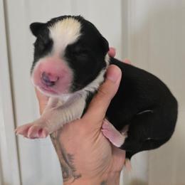 B1 - Black and white male Siberian Husky puppy in Addison, Michigan from Gray Run Siberian Huskies