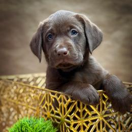 Fili - Chocolate male Labrador Retriever puppy in Isle, Minnesota from Dog Ear Outfitters