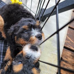 Assorted Doodle Crosses Puppies from Do Wah Diddy Doodles