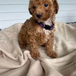 AKC Purple Collar - Red  female Poodle puppy in Dallas, Georgia from West Cobb Dogs