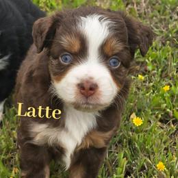 Latte - Red tri female Miniature Australian Shepherd puppy in Paris, Texas from Blue Envy Mini Aussies