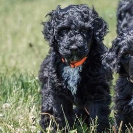 Baby boy - Black male Portuguese Water Dog puppy in Chatfield, Minnesota from Next Generation