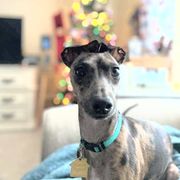 Lurcher and Whippet All Grown Up from River Valley Canines