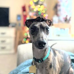 Lurcher and Whippet All Grown Up from River Valley Canines