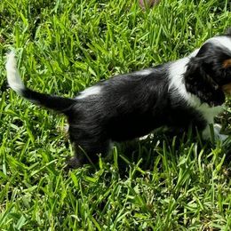 Shiloh - Cavalier King Charles Spaniel puppy from Brian's Cavalier King Charles Spaniels