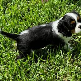 Shiloh - Cavalier King Charles Spaniel puppy from Brian's Cavalier King Charles Spaniels