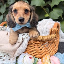 Dark Roast - Cream male Dachshund puppy in Coldwater, Mississippi from Under the Stars Minis