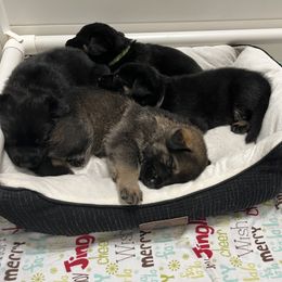 German Shepherd Puppies from Paws Of Germany