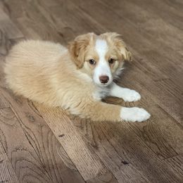 Miniature Australian Shepherd and Toy Australian Shepherd Puppies from Northern Roots Aussies