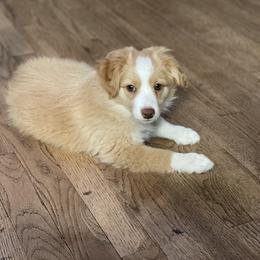 Miniature Australian Shepherd and Toy Australian Shepherd Puppies from Northern Roots Aussies