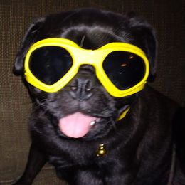 Precious - Pug
