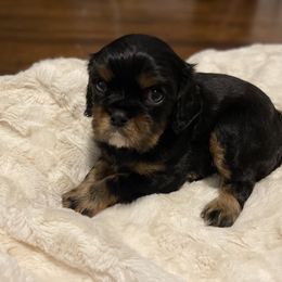 Cavalier King Charles Spaniel Puppies from Cassie’s Cavaliers