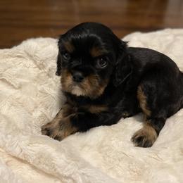 Cavalier King Charles Spaniel Puppies from Cassie’s Cavaliers