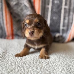 Alfie - Chocolate and cream male Dachshund puppy in Pflugerville, Texas from Dream A Dream Dachshunds