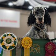 English Setters from Urban Uplander English Setters