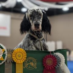 English Setters from Urban Uplander English Setters