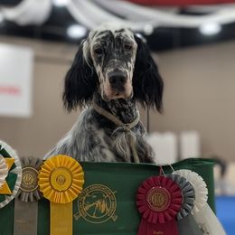 English Setters from Urban Uplander English Setters