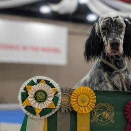 English Setters from Urban Uplander English Setters