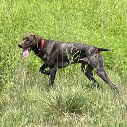 Kash - German Shorthaired Pointer
