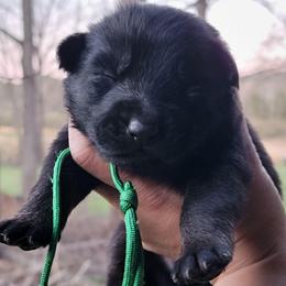 Green Collar - Ambush - Bi-color male German Shepherd puppy in Augusta, West Virginia from Cricket Hollow Canines