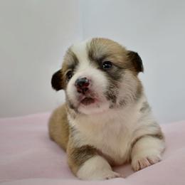 Penelope - Sable female Pembroke Welsh Corgi puppy in Alvin, Texas from Cottonwood Corgis