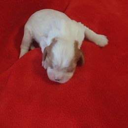 Girl 2 - Blenheim Cavalier King Charles Spaniel puppy in Stilwell, Oklahoma from Parker's Pups