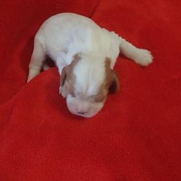 Girl 2 - Blenheim Cavalier King Charles Spaniel puppy in Stilwell, Oklahoma from Parker's Pups