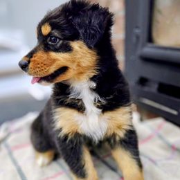 Cobra - Black tri-color male Australian Shepherd puppy in York, South Carolina from Walnut Ridge Farms Aussies