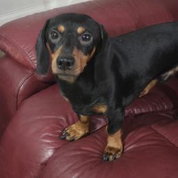 Super Cooper - Dachshund