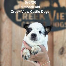 Boy 2 - Blue male Australian Cattle Dog puppy in Monroe, North Carolina from Creek View Cattle Dogs