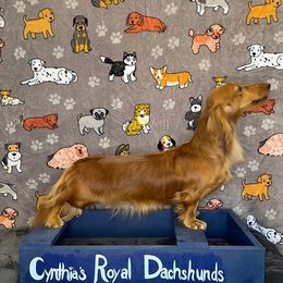 Ethel - Dachshund