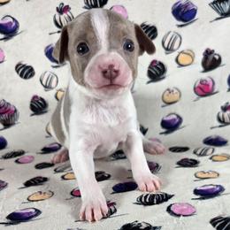 Amaretto - Fawn white and tan male Rat Terrier puppy in Rio Vista, California from CaliRats Rat Terriers