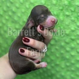 Rudolf - Chocolate and tan male Dachshund puppy in Oklahoma City, Oklahoma from Barrett’s Doxie Farm