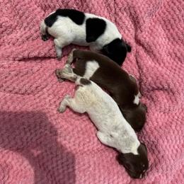 Stella - Black roan female German Shorthaired Pointer puppy in Axton, Virginia from Red Clay Kennels