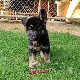 Girl 3 Light blue - Black and tan female German Shepherd puppy in Rome, Georgia from Patriot Shepherds