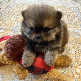 Chip - Red sable male Pomeranian puppy in Raymondville, Missouri from Pampered Pomskies
