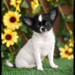 Pearl - Black and white female Chihuahua puppy in Demorest, Georgia from Sourpatch Chihuahuas