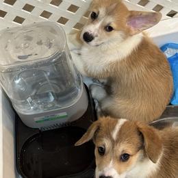 Ivy - Red female Pembroke Welsh Corgi puppy in Xenia, Ohio from Dosado Corgis